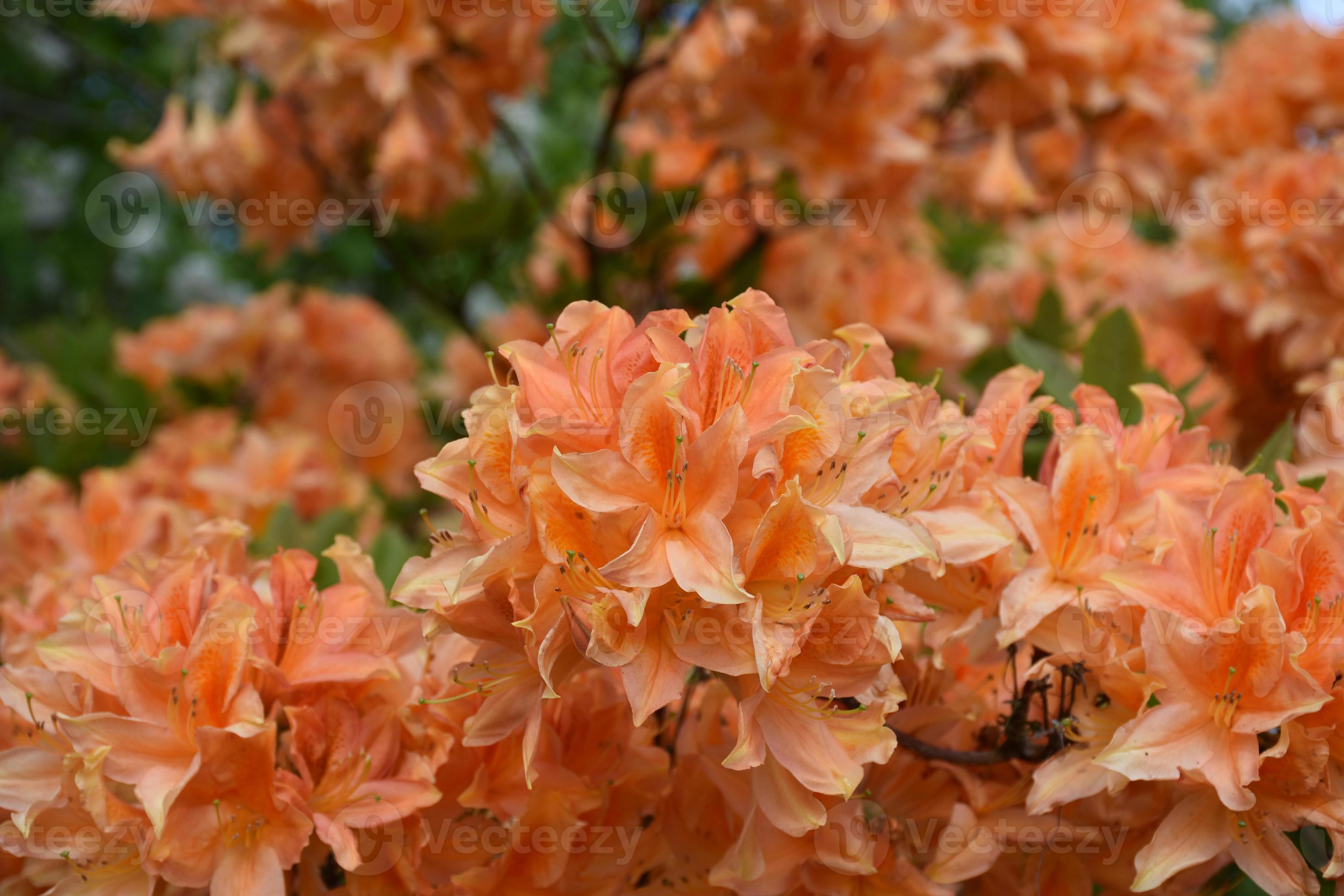 hermoso arbusto de azalea naranja en plena floración en Inglaterra 9596033  Foto de stock en Vecteezy