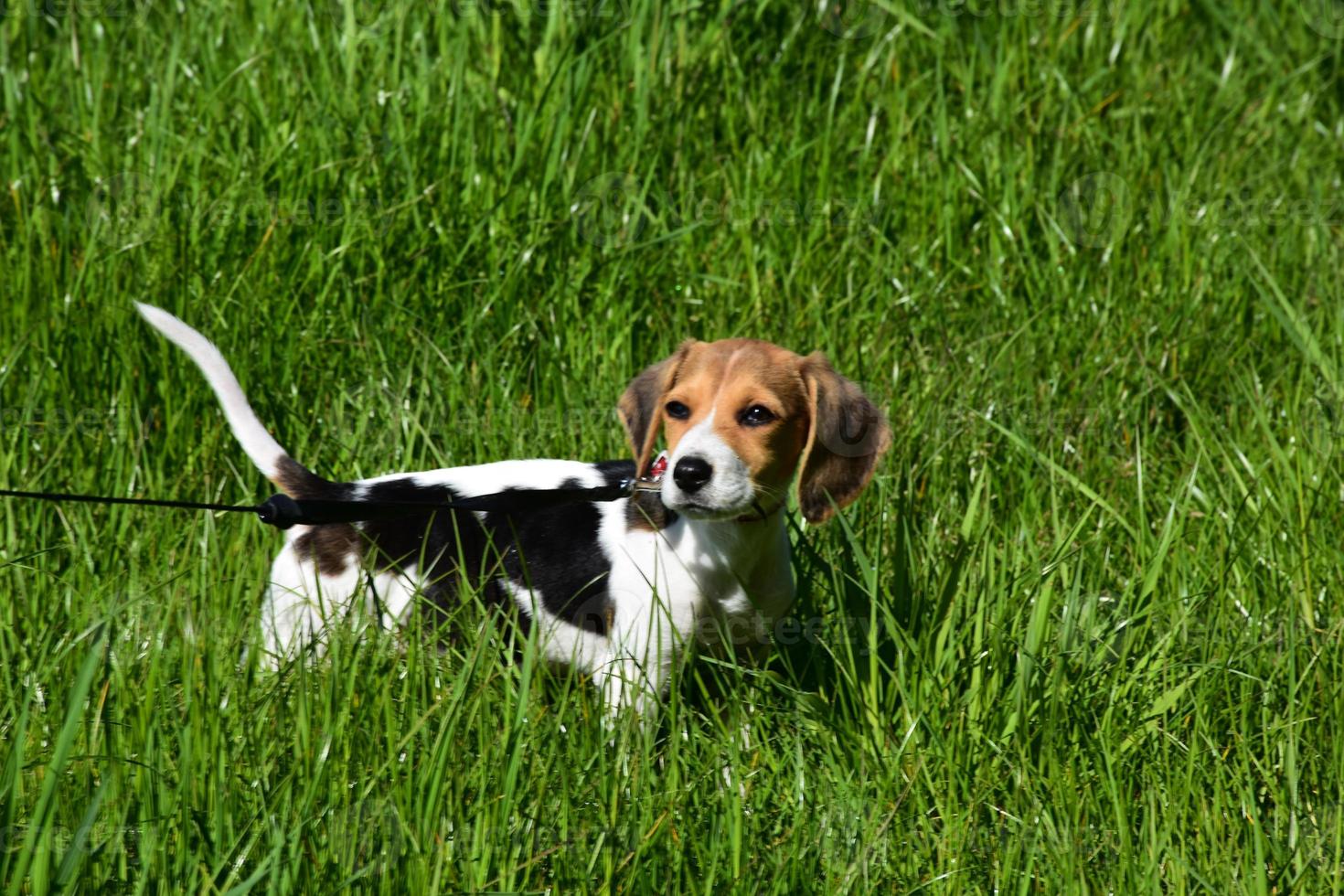 Close Up Look Into the Face of a Beagle Puppy Dog photo