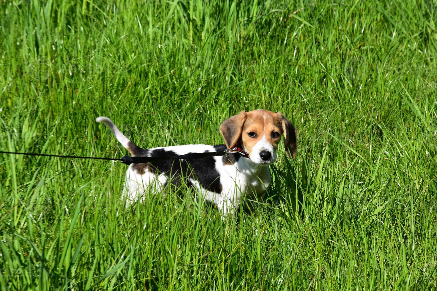 Beautiful English Beagle Puppy Dog in a Grass Field photo