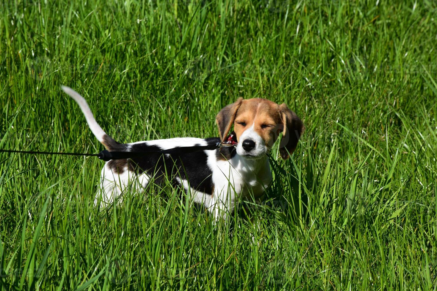 Beagle Puppy Dog with His Eyes Closed in a Grass Field photo