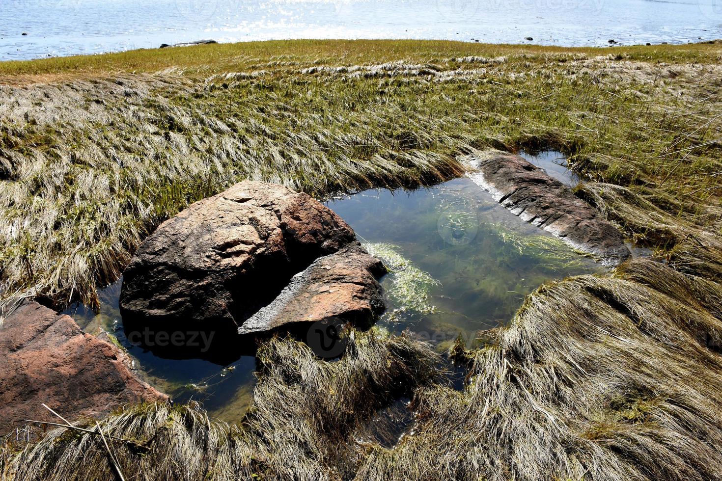 Algae in a Tide Pool on the Coastline photo