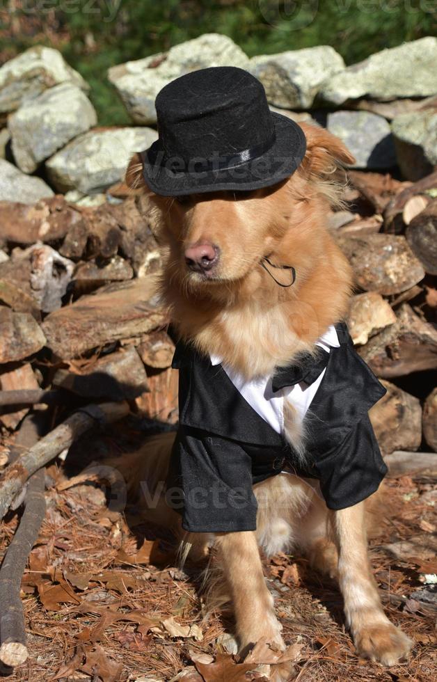 Pilgrim Dog Wearing a Costume for Thanksgiving photo