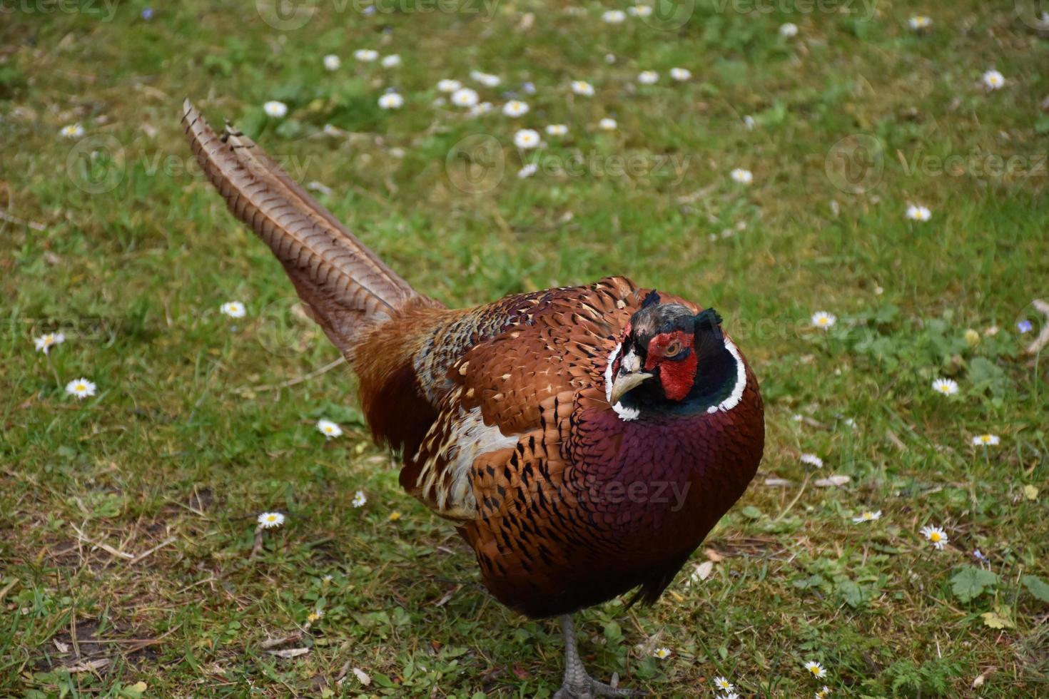 Bright Colored Striped Feathers on a Pheasant photo