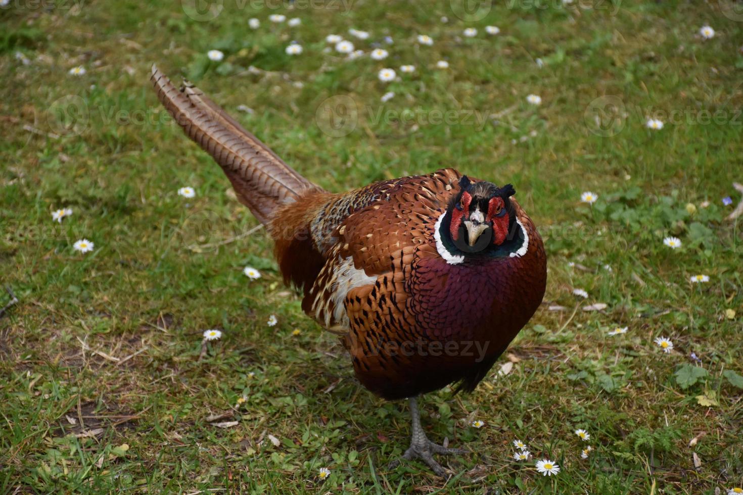 Looking Down at a Wild Game Pheasant photo