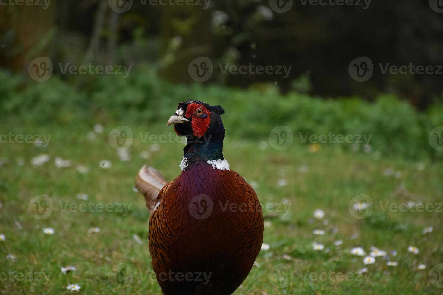 Amazing Look at a Pheasant on a Spring Day photo