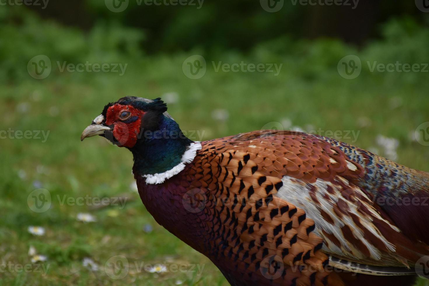 Bright Colored Male Pheasant Up Close and Personal photo