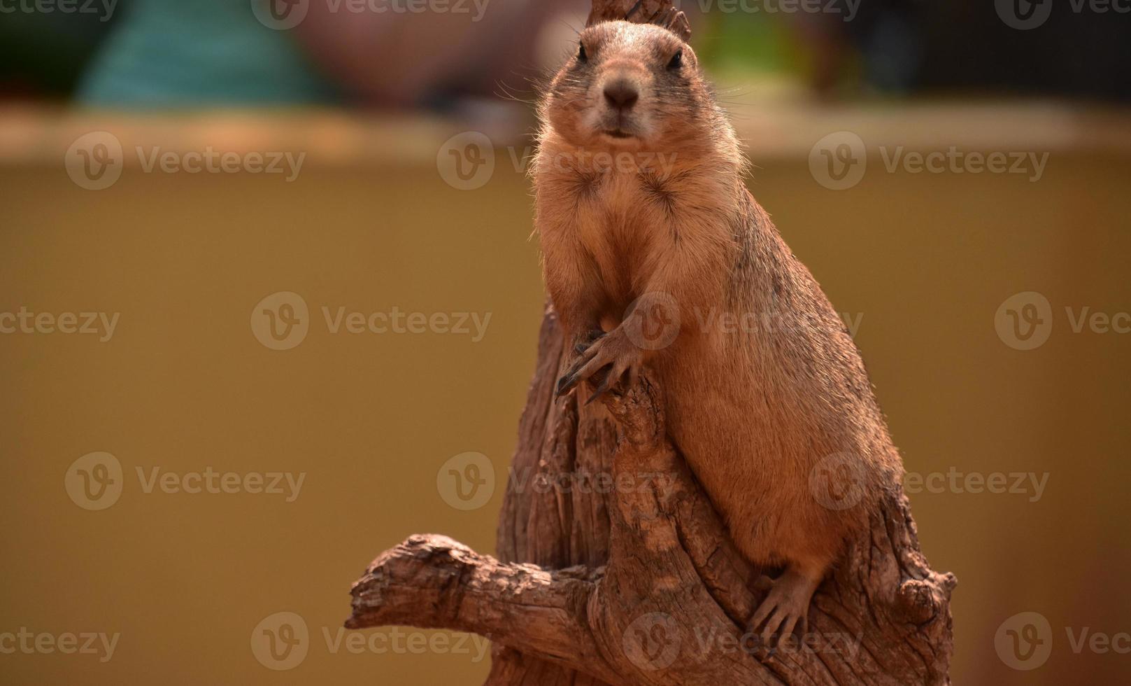 Fluffy Prairie Dog on a Piece of Log photo