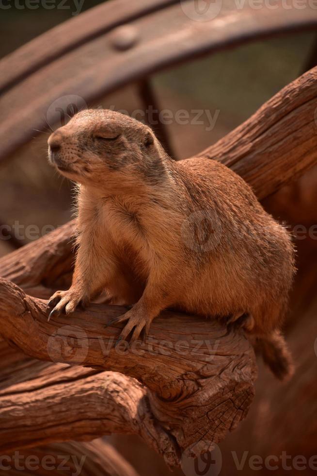 Wild Black Tailed Prairie Dog with Eyes Closed photo