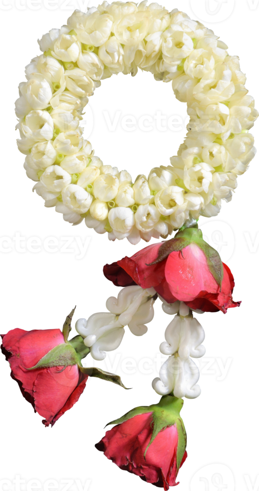 jasmine garland symbol of Mothers day in thailand on white background with clipping path png