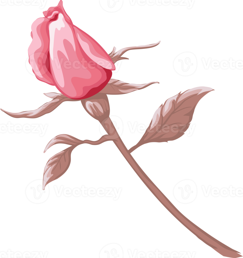 Rose Flower and botanical leaf digital painted png