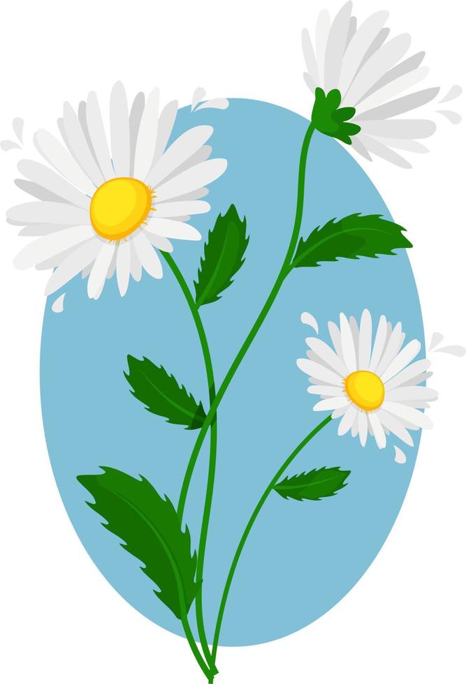 Three white daisies on blue background vector