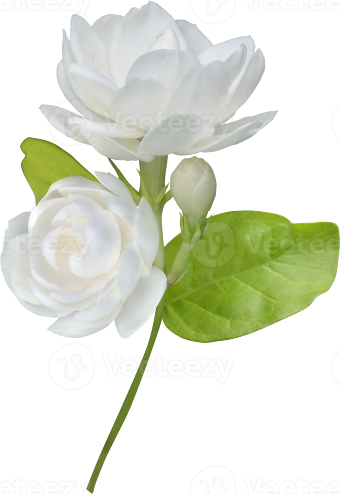 Jasmine flower isolated, symbol of Mothers day in thailand. png