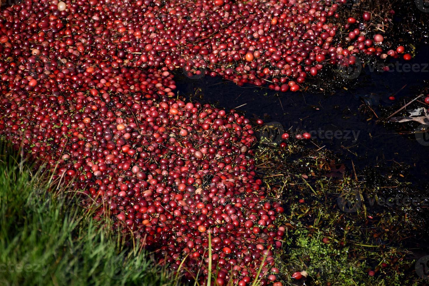 Cranberries Floating in Water Along a Bog 9599046 Stock Photo at Vecteezy
