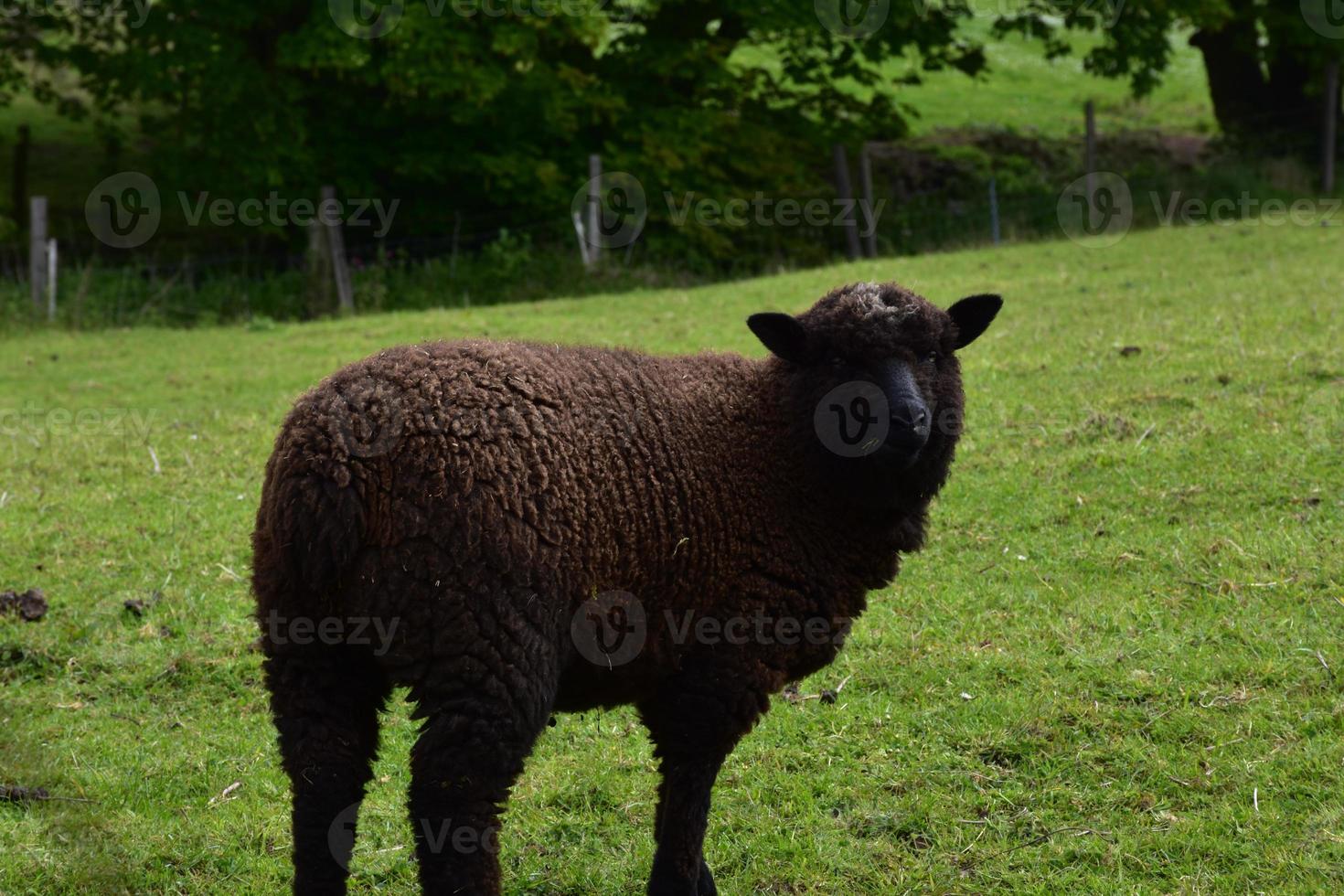 Brown Romney Sheep Looking Back Over His Shoulder photo