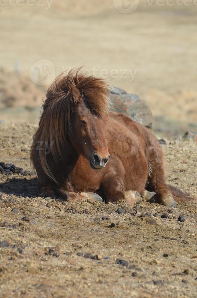 hermosa foto de un caballo islandés marrón acostado