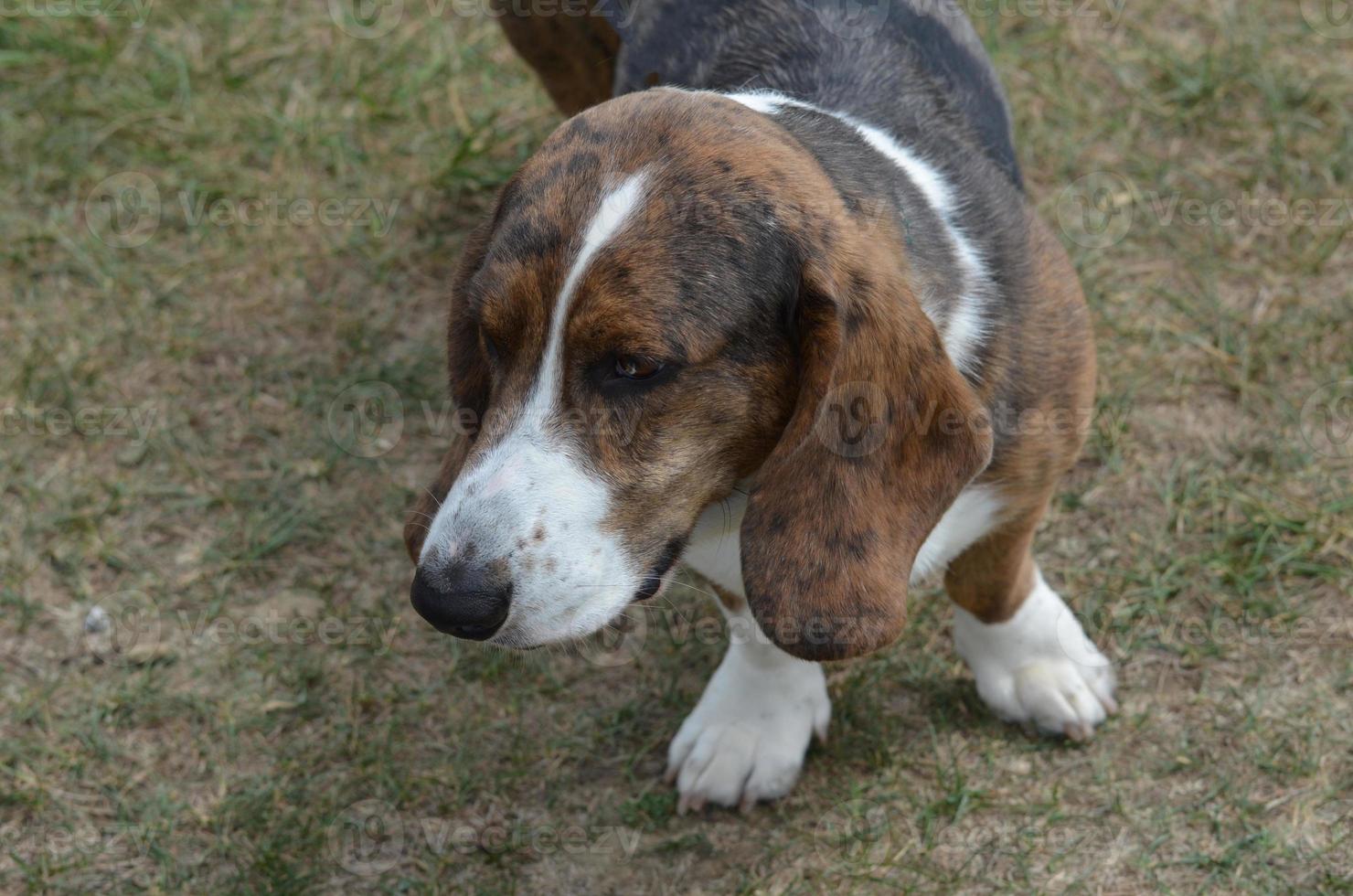 Lovable Basset Hound Dog photo