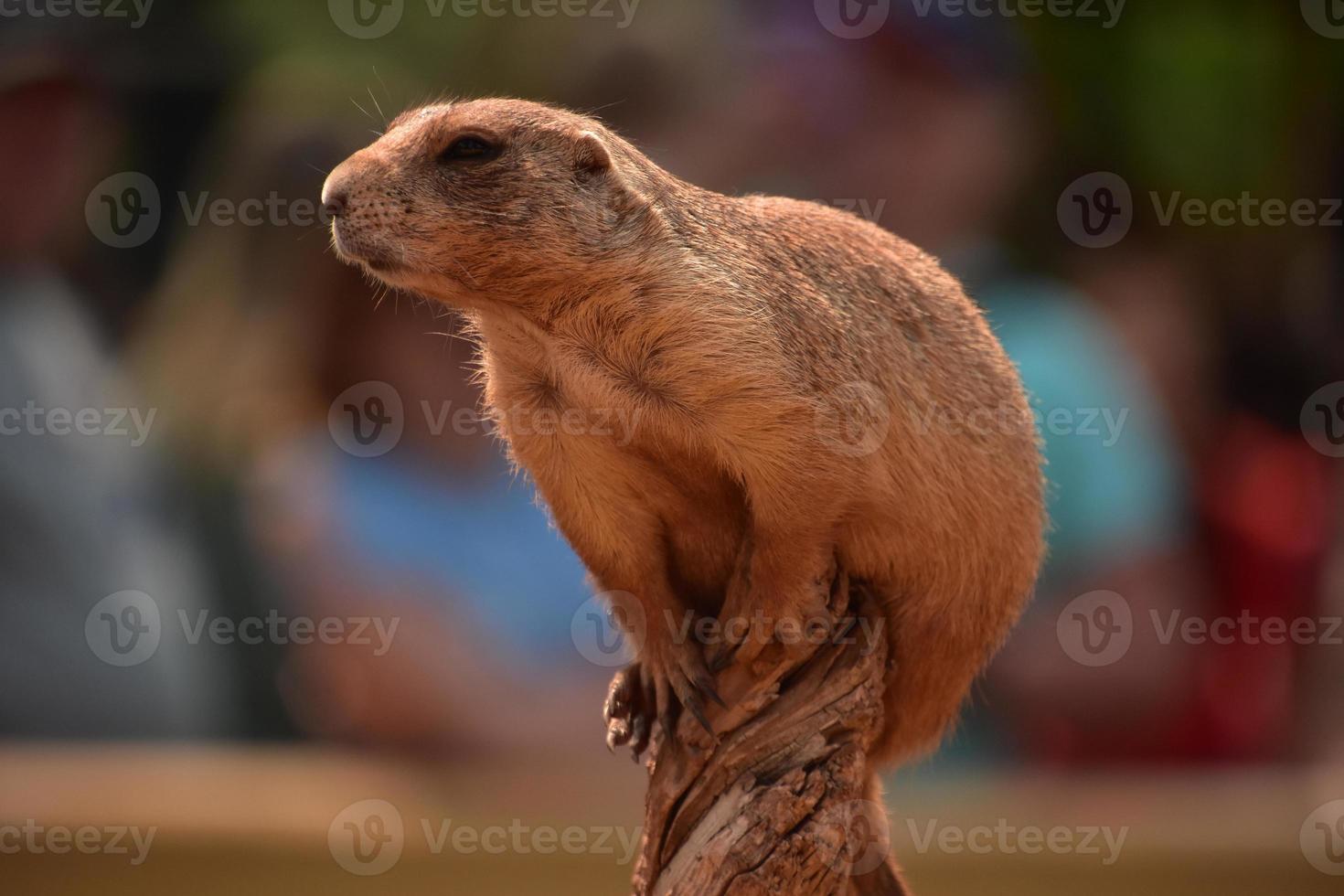 Very Cute Prairie Dog on a Wood Stump photo