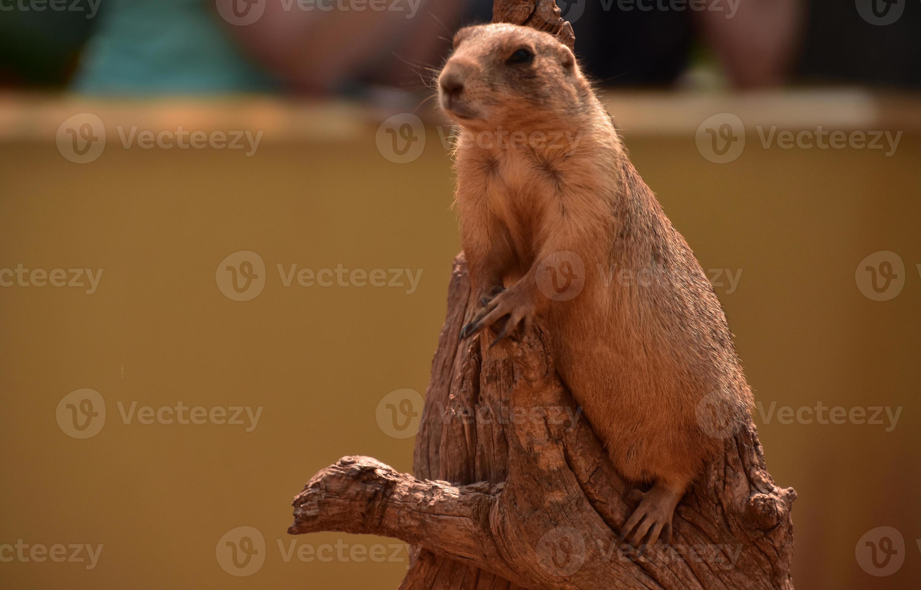 Prairie Dog Or Gopher: Which One'S Really Ruining Your Lawn? - dxhhoa7