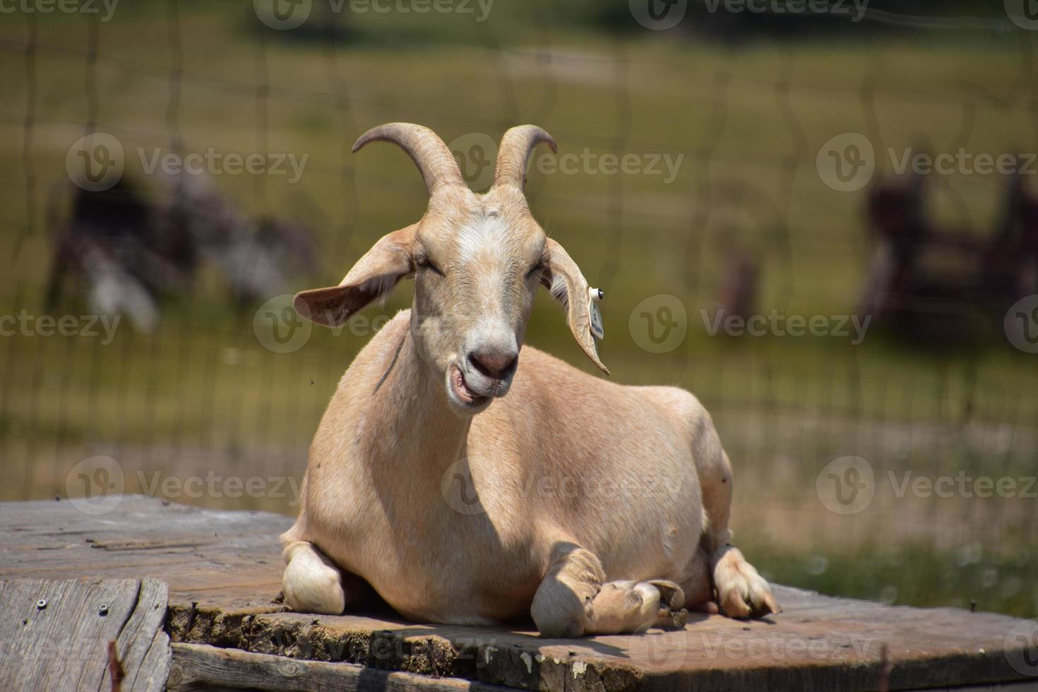 Goat Chewing While Resting in the Sun photo