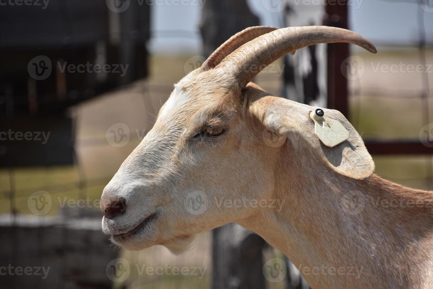 Side Profile of a Goat in the Summer photo