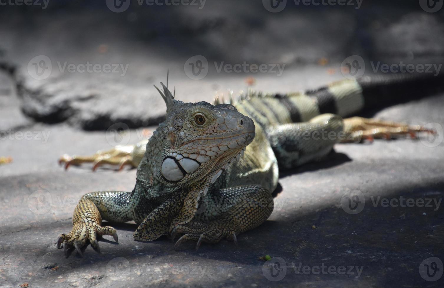 perfil de una iguana grande en un día caluroso foto
