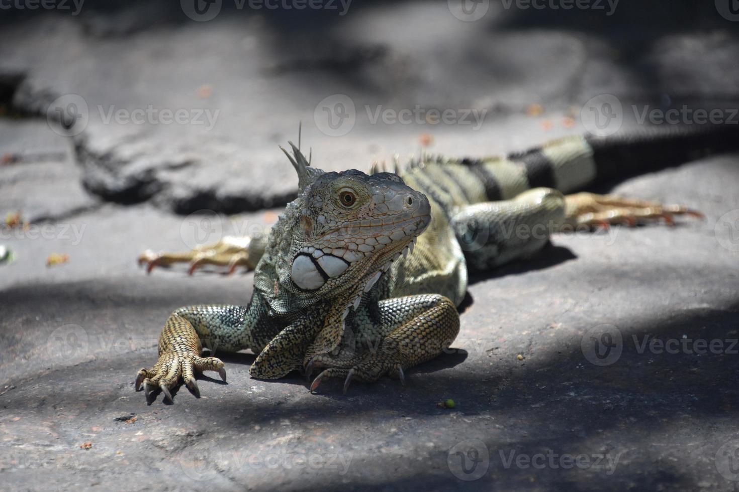 lagarto iguana con garras largas en una roca foto