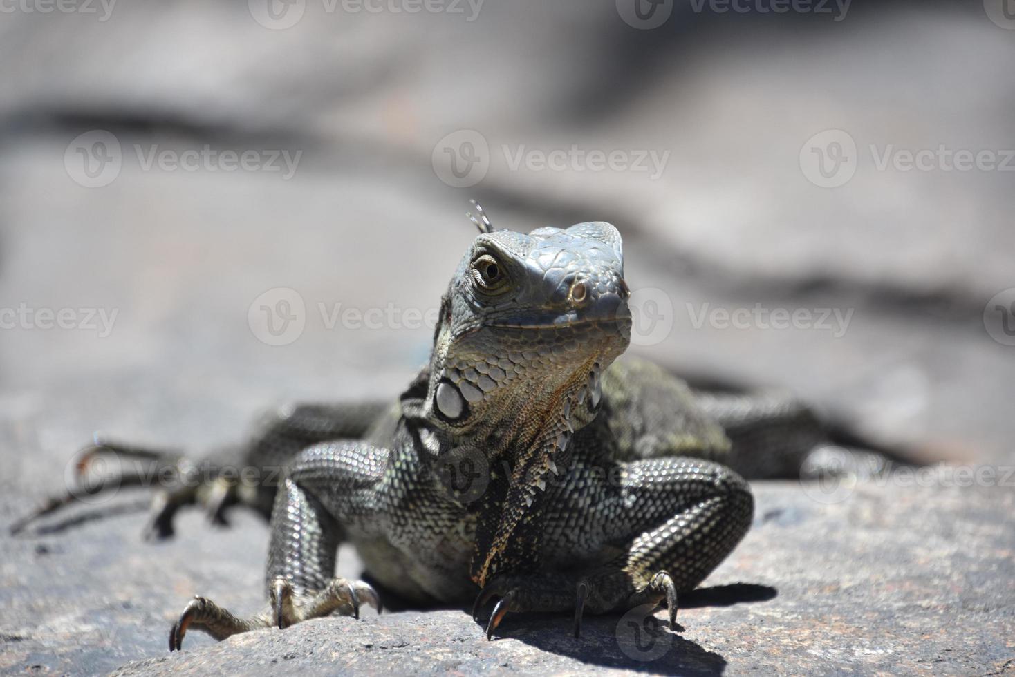 Gray Common Iguana Sunning on a Large Rock photo