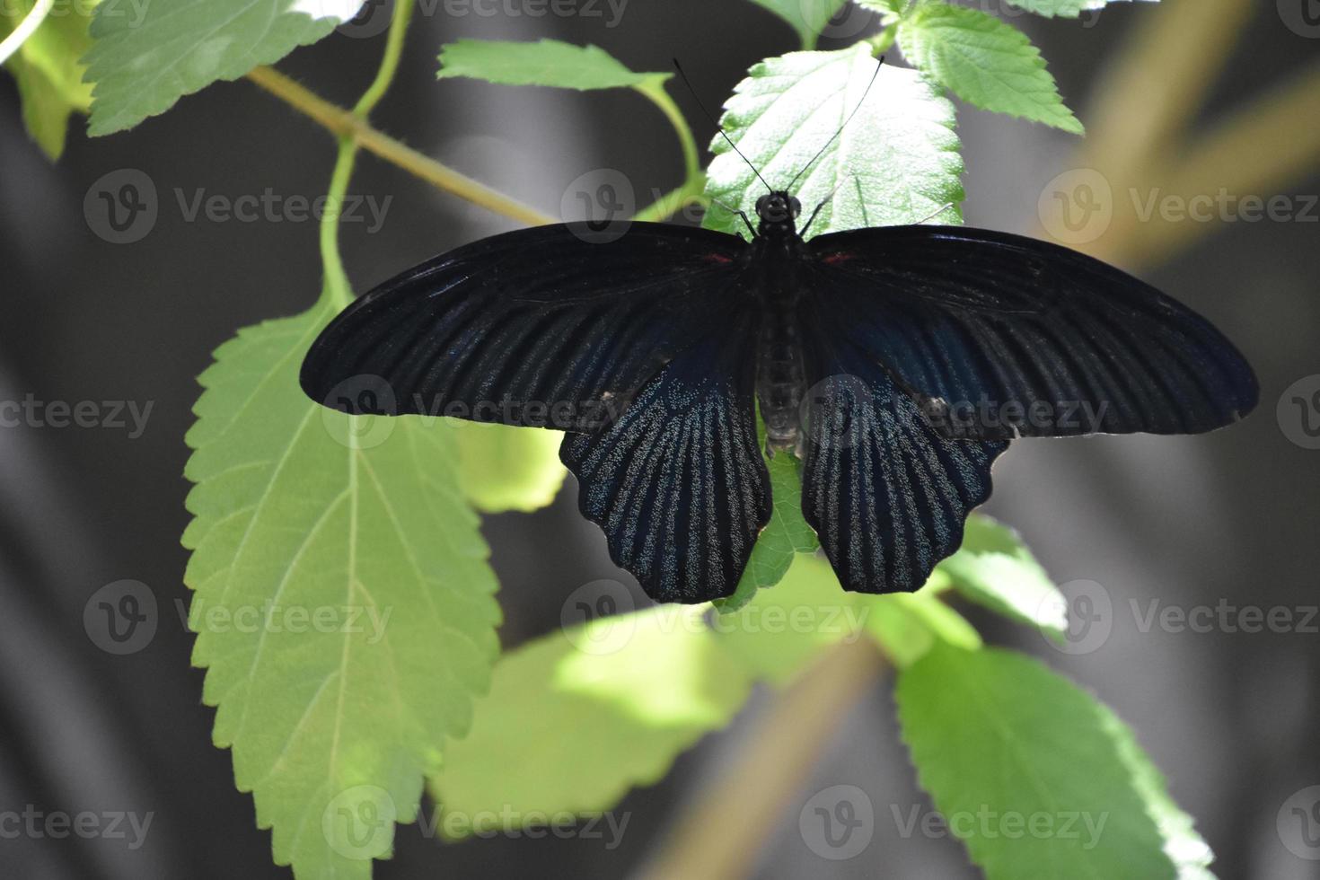 Wings Spread Open on a Large Mormon Butterfly photo