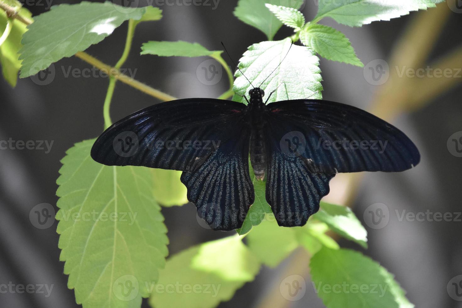 Large Black Butterfly with Wings Spread on a Leaf photo