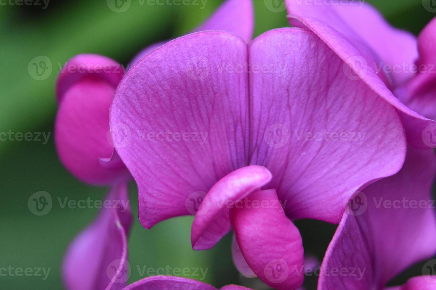 brillantes flores de guisantes de color rosa intenso en flor foto