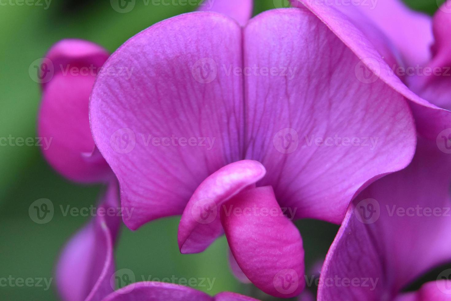 de cerca con una hermosa flor de guisante dulce de color rosa fuerte foto