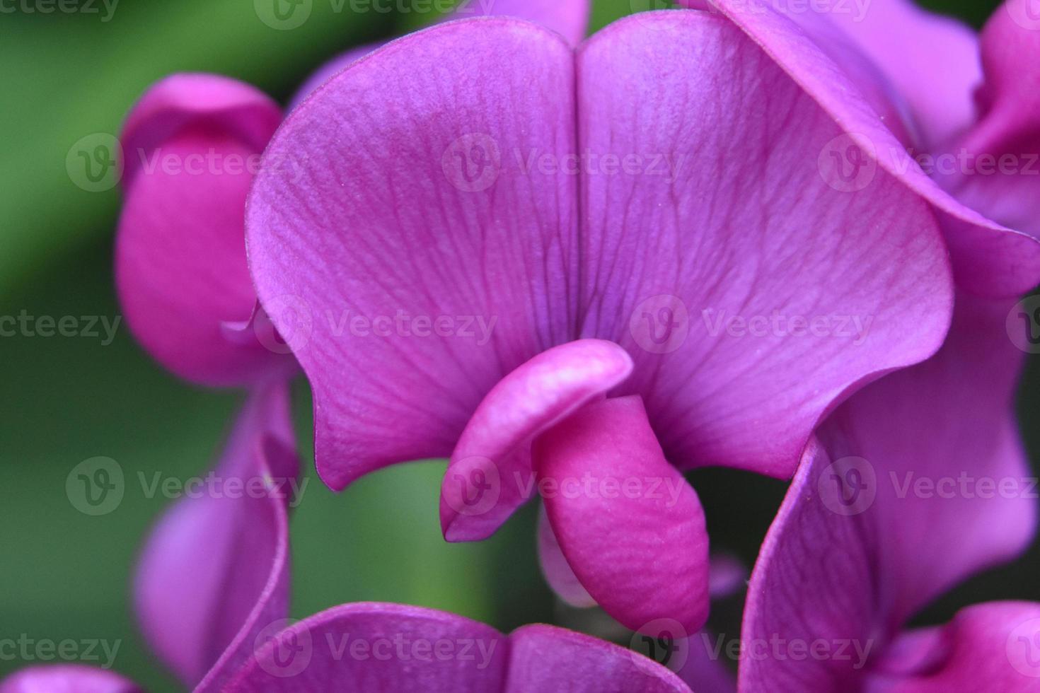 Impresionante primer plano de un guisante de olor rosa caliente foto