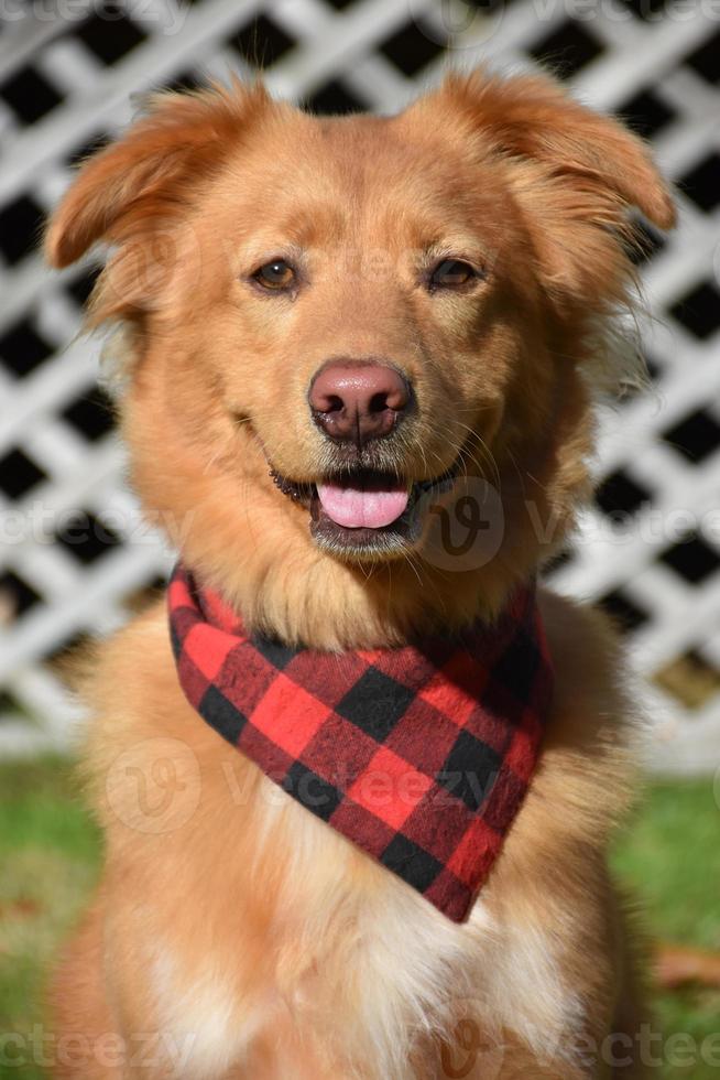 Sweet Faced Fluffy Duck Tolling Retriever Dog photo