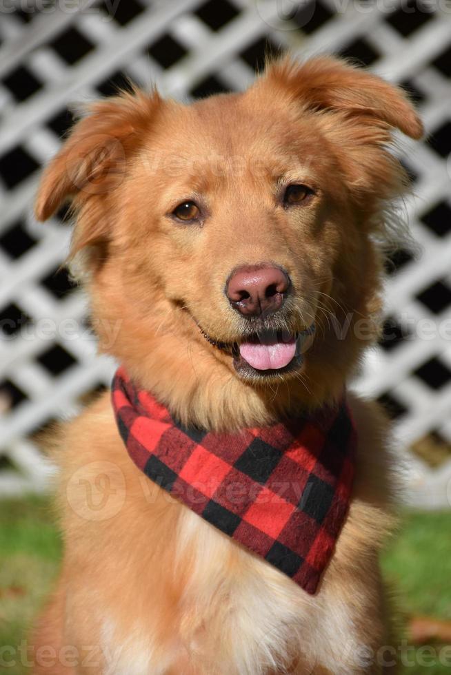 Pink Nose on a Nova Scotia Duck Tolling Retriever Dog photo