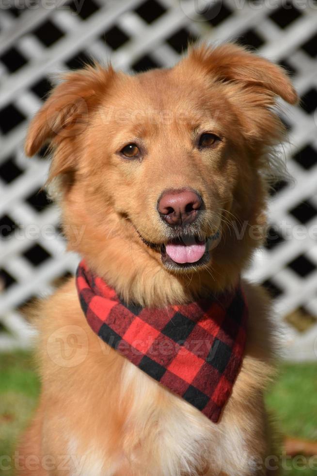 Buffalo Plaid Bandana on a Toller Retriever Dog photo