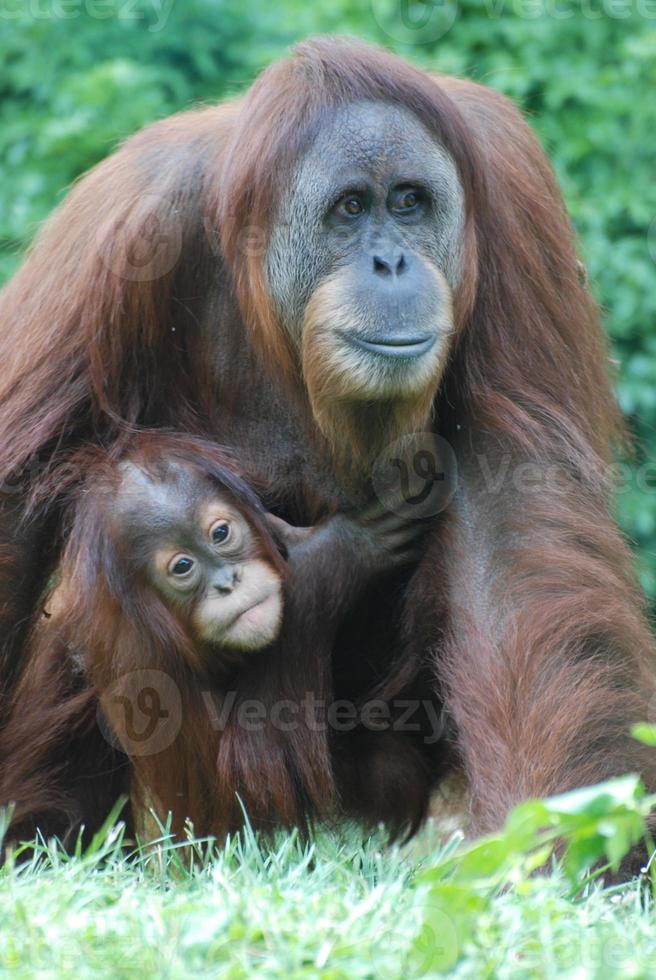 Adorable Mother and Baby Orangutan photo