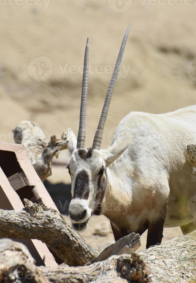 Long Straight Horns on a Sweet Faced Arabian Oryx photo