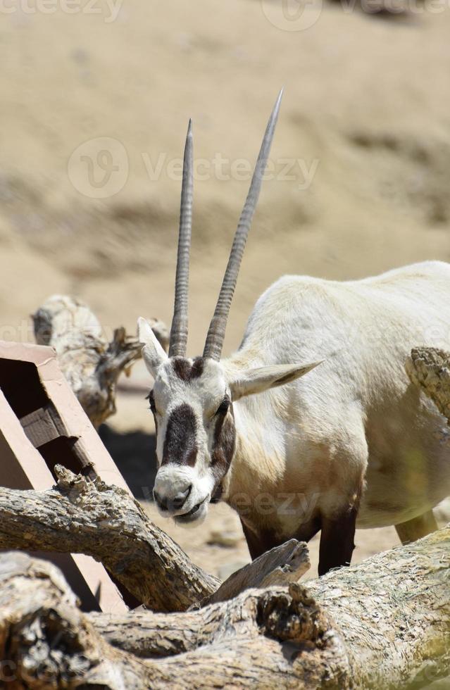 Beautiful Long Horned Arabian Oryx Chewing photo