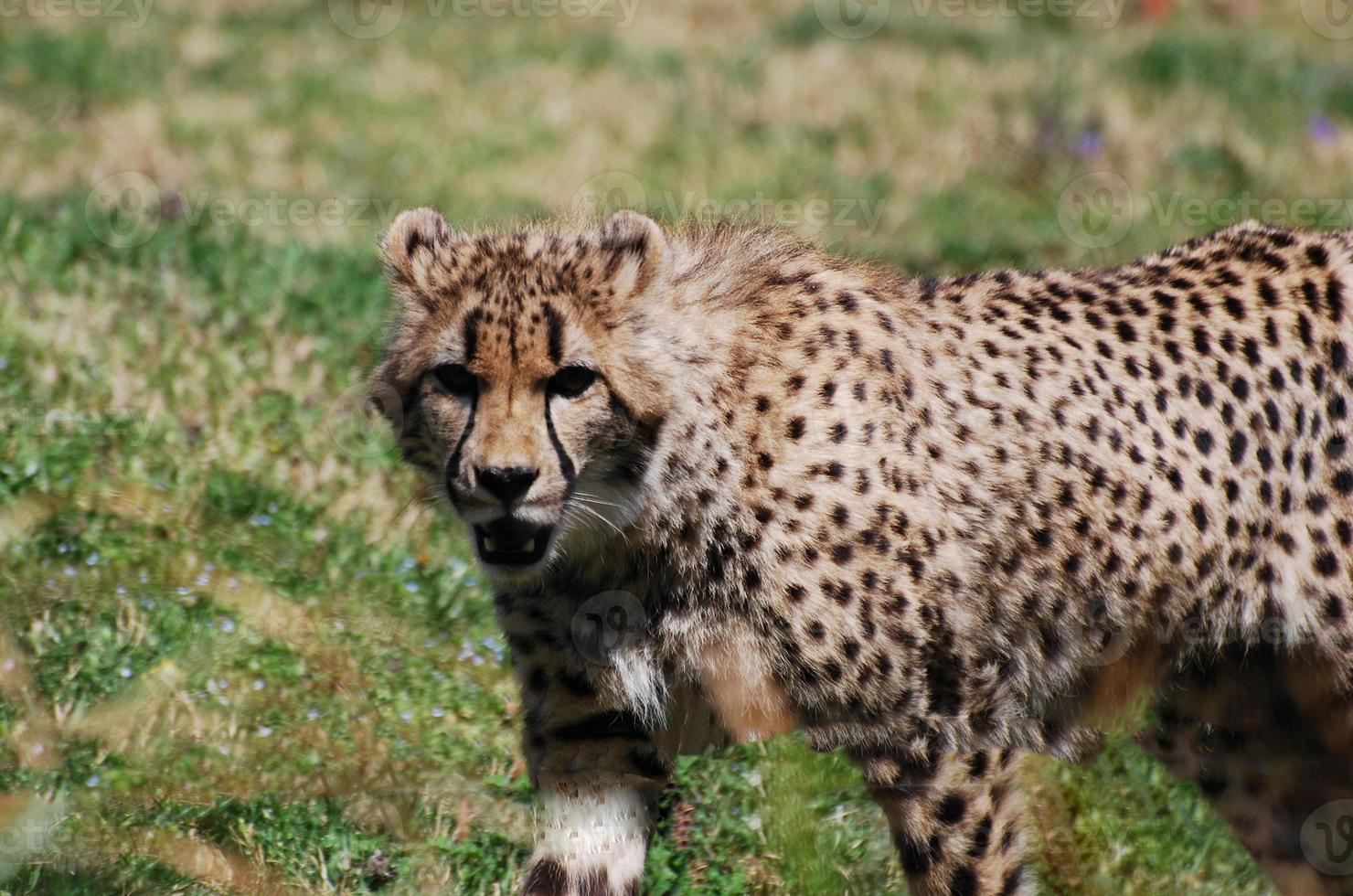 hermosa cara de un guepardo con marcas distintivas foto