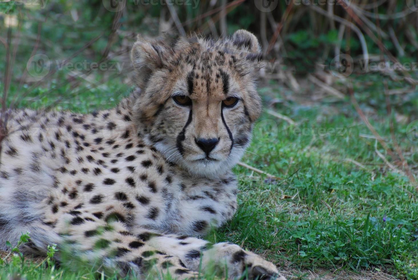 Distinctive Markings on the Face of a Cheetah photo