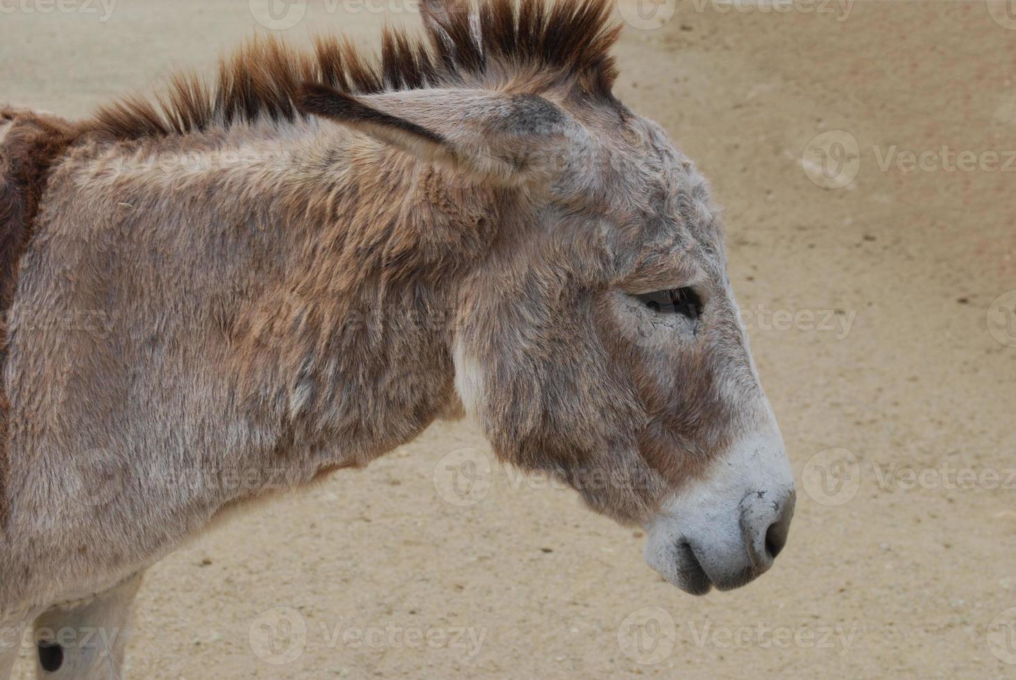 Up Close and Personal with a Wild Donkey photo