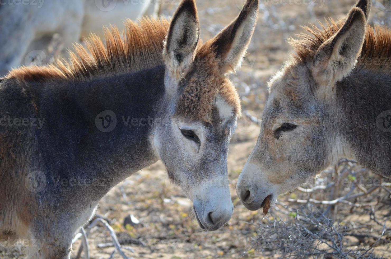 Two Donkeys Standing Together in Aruba photo