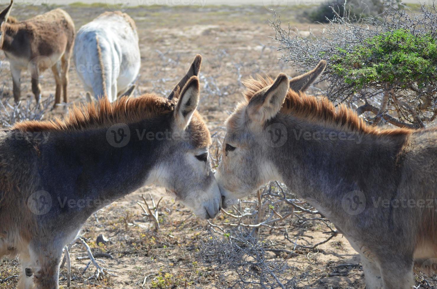 Pair of Cuddling Donkeys in Aruba photo
