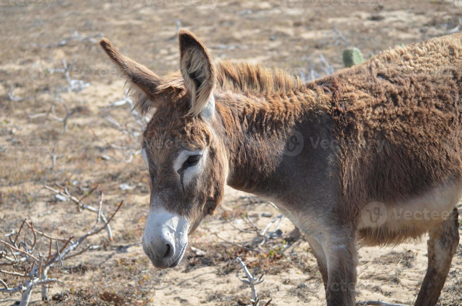 Wild Donkey Scavenging on Aruba's Southern Tip photo