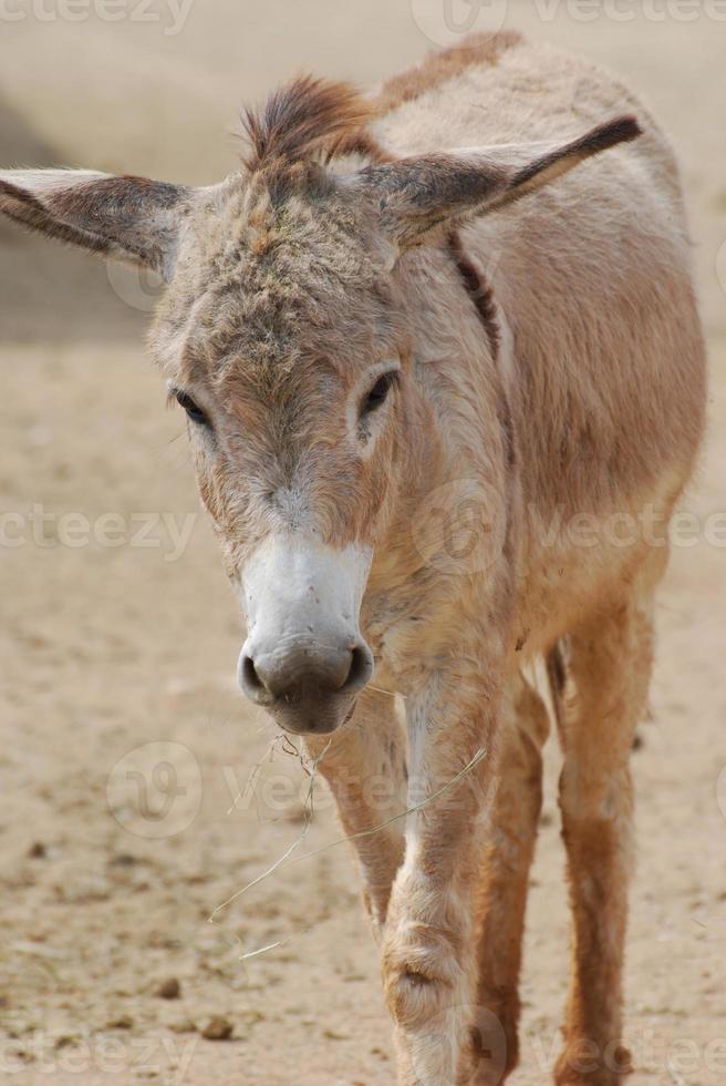 Absolutely Adorable Face of a Shaggy Wild Donkey photo