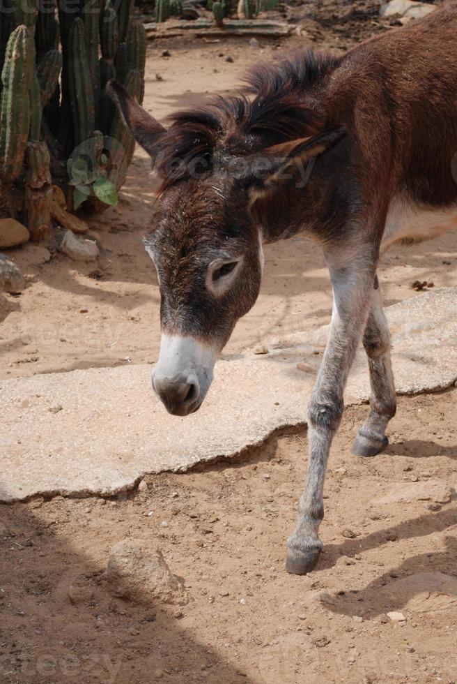Brown Wild Donkey Strutting Along in Aruba photo