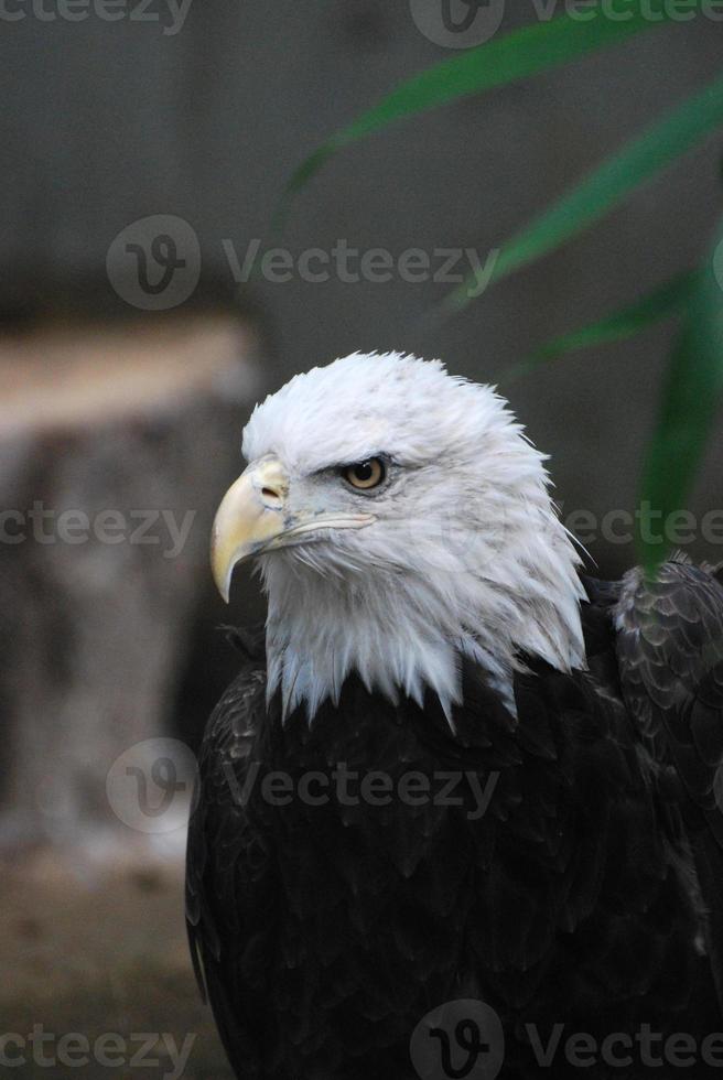Bald Eagle with a Particularly Hooked Beak photo