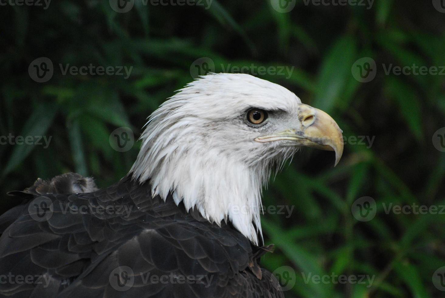 Stunning American Bald Eagle photo