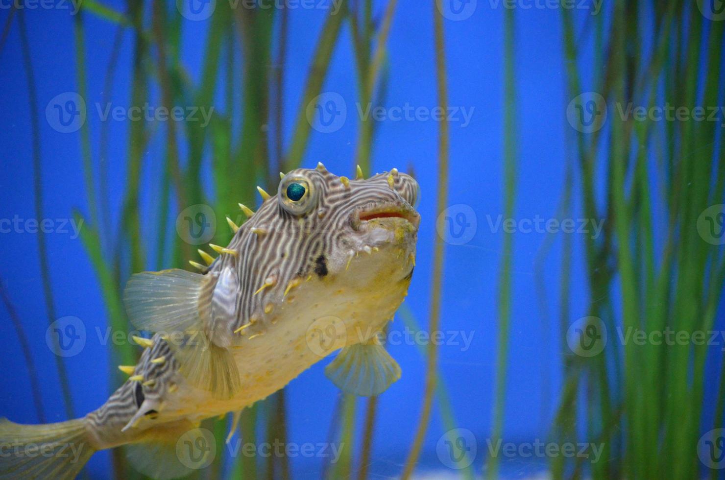 Eel Grass with a Striped Burrfish Underwater photo