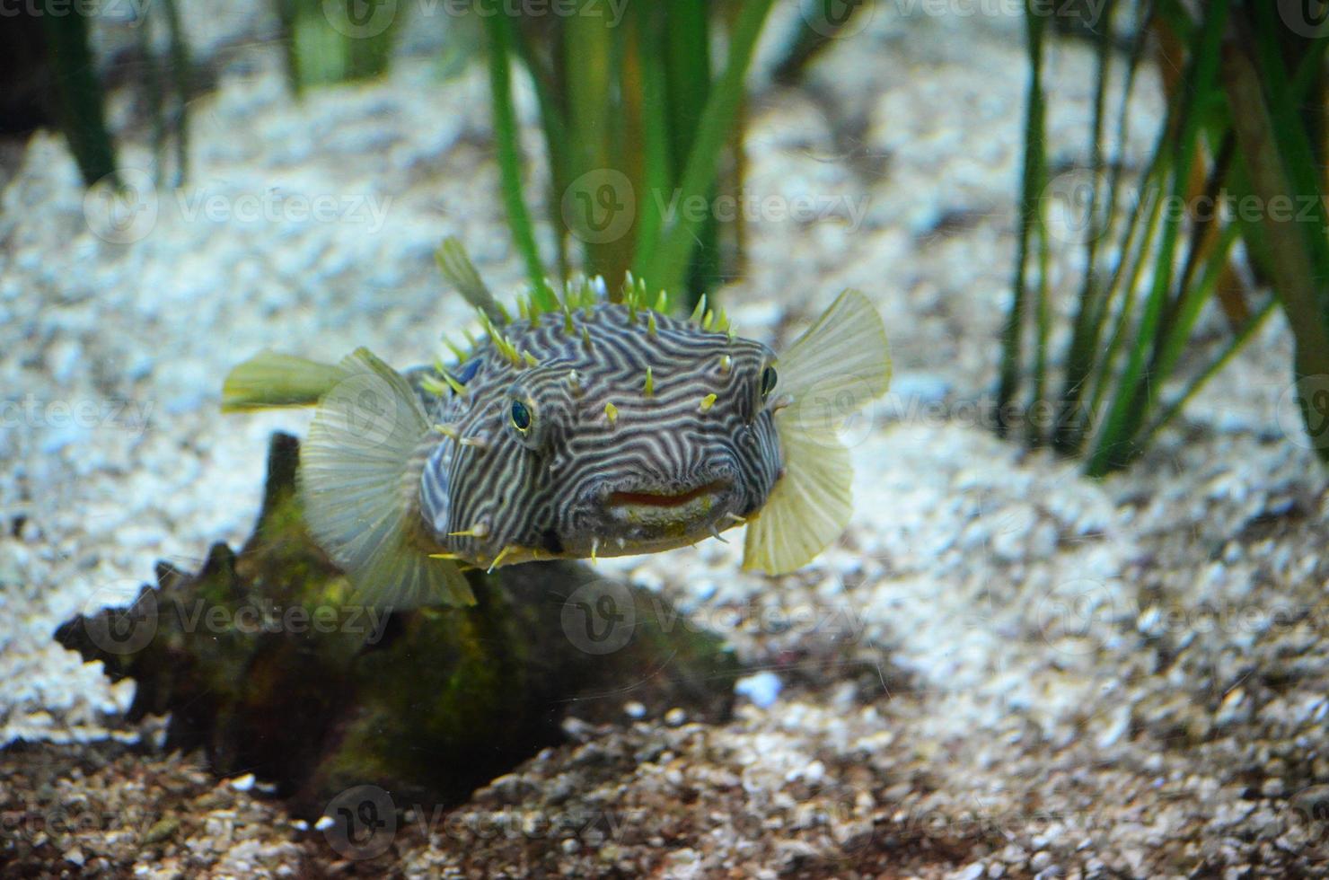 The Face of a Striped Burrfish Underwater on the Ocean Floor photo